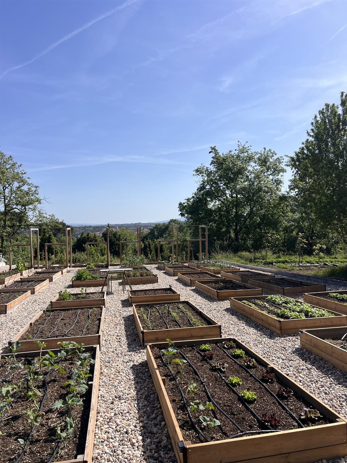 Raised vegetable beds in the new garden.